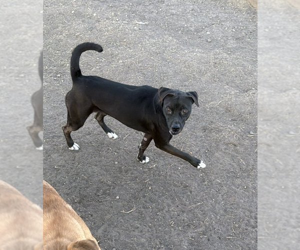 Medium Photo #4 Labrador Retriever-Unknown Mix Puppy For Sale in Coralville, IA, USA