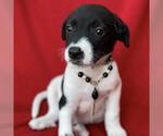Small #3 Labrador Retriever Mix