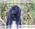 Small #32 Poodle (Toy)
