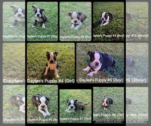 Boston Terrier Puppy for sale in CALDWELL, TX, USA