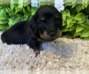 Dachshund Puppy for sale in NEW PORT RICHEY, FL, USA