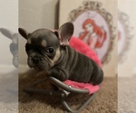 Small #8 French Bulldog