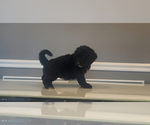 Small #6 Bernedoodle-Labradoodle Mix
