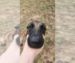 Small #2 Mutt