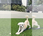 Small Photo #2 Mutt Puppy For Sale in Raleigh, NC, USA