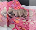 Small Photo #19 French Bulldog Puppy For Sale in MCKINLEYVILLE, CA, USA