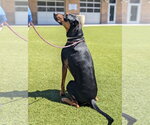 Small #2 Catahoula Leopard Dog