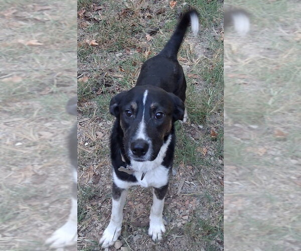 Medium Photo #1 Border Collie-Unknown Mix Puppy For Sale in Boston, MA, USA