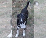 Birmingham - Male Border Collie-Unknown Mix Dog for Adoption - Small photo