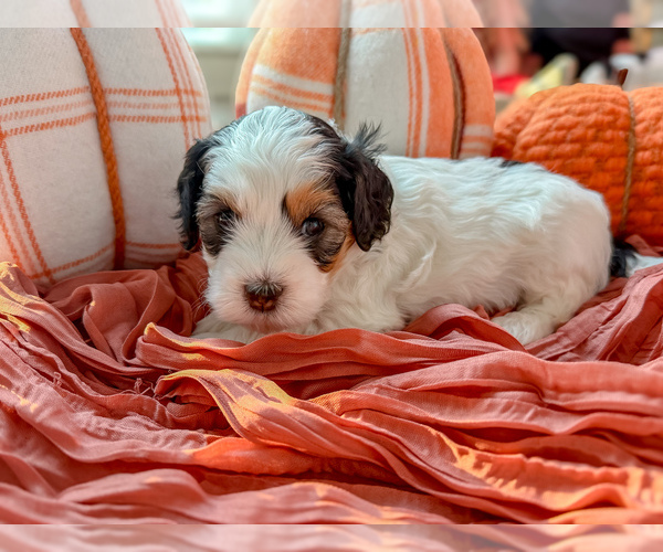 Medium Photo #7 Miniature Bernedoodle Puppy For Sale in WOODSTOCK, GA, USA