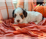 Small #6 Miniature Bernedoodle