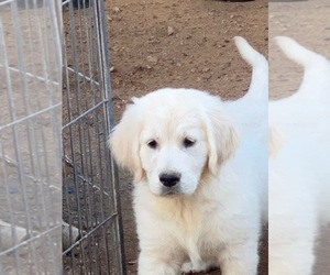 English Cream Golden Retriever Puppy for sale in SCOTTSDALE, AZ, USA