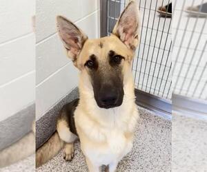 German Shepherd Dog Dogs for adoption in Houston, TX, USA