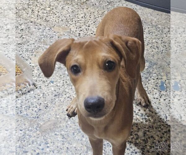 Medium Photo #4 Labrador Retriever-Unknown Mix Puppy For Sale in Washington, DC, USA