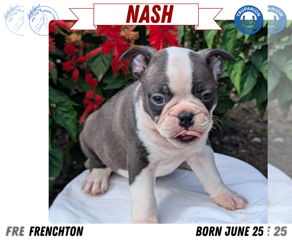 Medium Photo #30 Faux Frenchbo Bulldog Puppy For Sale in GOSHEN, IN, USA