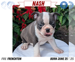 Small #15 Faux Frenchbo Bulldog