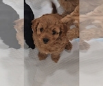 Puppy 2 Cavapoo