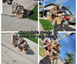 English Bulldog Puppy for sale in SAN BERNARDINO, CA, USA