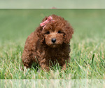 Small Photo #84 Maltipoo (Miniature) Puppy For Sale in WARSAW, IN, USA