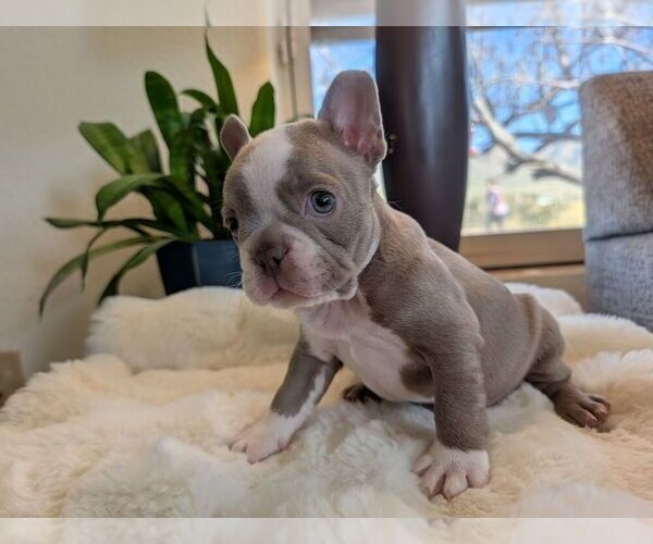 Medium Photo #2 Faux Frenchbo Bulldog Puppy For Sale in LAS CRUCES, NM, USA
