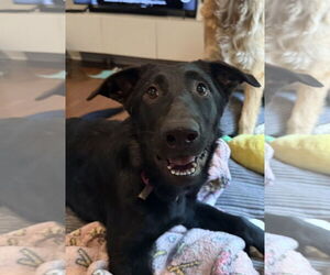 Medium German Shepherd Dog