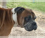 Small #3 Boxer