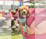 Small #1 Poodle (Miniature)
