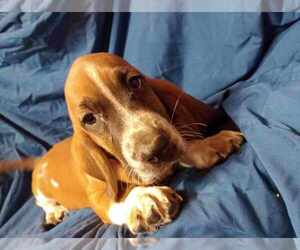 Basset Hound Puppy for sale in SALEM, WV, USA