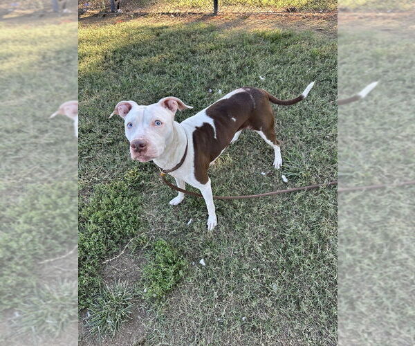 Medium Photo #8 Mutt Puppy For Sale in Evansville, IN, USA