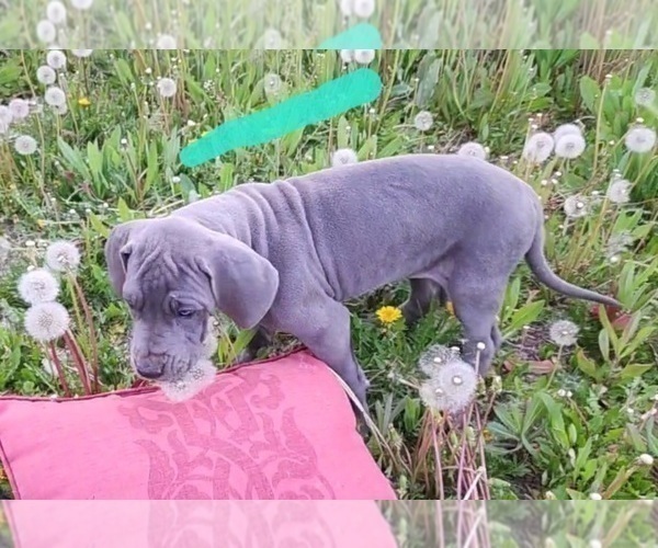 Medium Photo #27 Great Dane Puppy For Sale in OGDEN, UT, USA