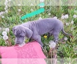 Small Photo #27 Great Dane Puppy For Sale in OGDEN, UT, USA