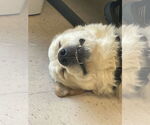 Small #7 Great Pyrenees