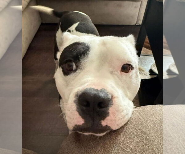 Medium Photo #11 Mutt Puppy For Sale in Grafton, WI, USA