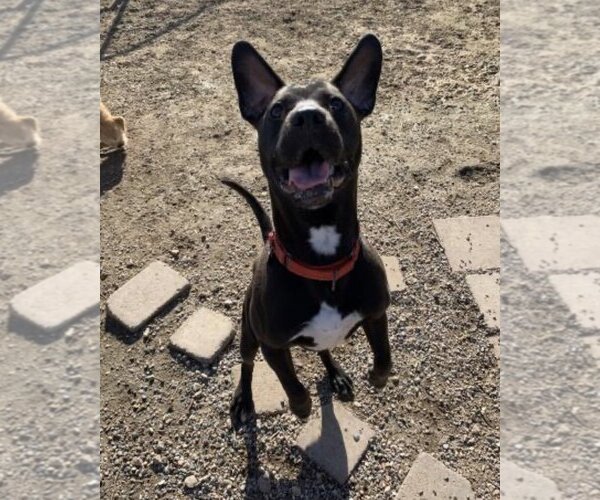 Medium Photo #10 American Pit Bull Terrier-Labrador Retriever Mix Puppy For Sale in San Bernardino , CA, USA