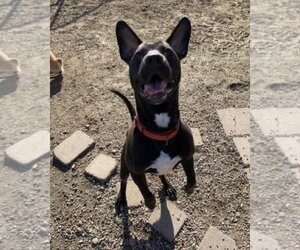 Lincoln - Male American Pit Bull Terrier-Labrador Retriever Mix Dog for Adoption - Photo #10