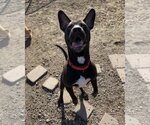 Small #9 American Pit Bull Terrier-Labrador Retriever Mix