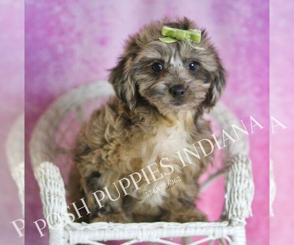Medium Photo #7 YorkiePoo Puppy For Sale in WARSAW, IN, USA