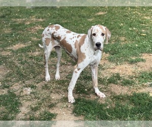 Great Dane Puppy for sale in FLORENCE, KY, USA