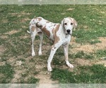 Small Great Dane
