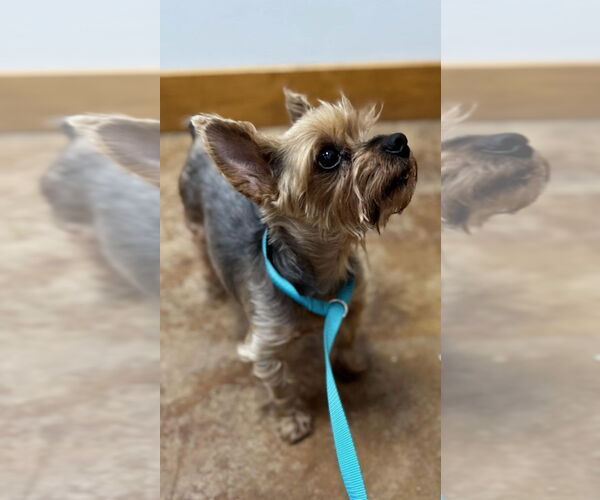 Medium Photo #3 Mutt Puppy For Sale in Abbeville, LA, USA