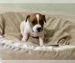 Small Photo #11 Jack Russell Terrier Puppy For Sale in FORT PIERCE, FL, USA