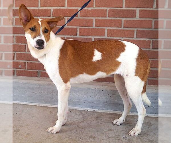 Medium Photo #4 Mutt Puppy For Sale in Carrollton, TX, USA