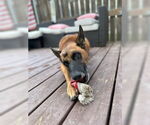Small #3 Mutt