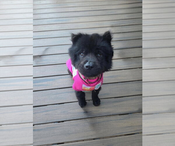 Medium Photo #5 Chow Chow Puppy For Sale in St. Louis Park, MN, USA
