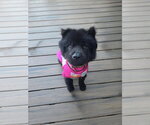 Small #4 Chow Chow