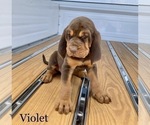 Small Photo #2 Bloodhound Puppy For Sale in COLLINSVILLE, AL, USA