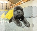 Puppy Harry Cavapoo