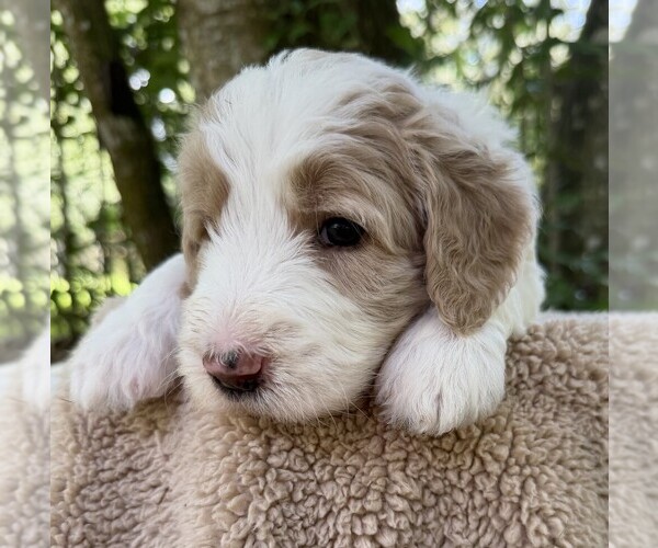Medium Photo #10 Goldendoodle Puppy For Sale in PIERSON, FL, USA