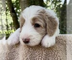 Small Photo #45 Goldendoodle Puppy For Sale in PIERSON, FL, USA