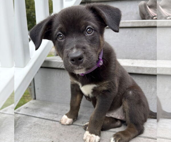 Medium Photo #9 Mutt Puppy For Sale in Fargo, ND, USA